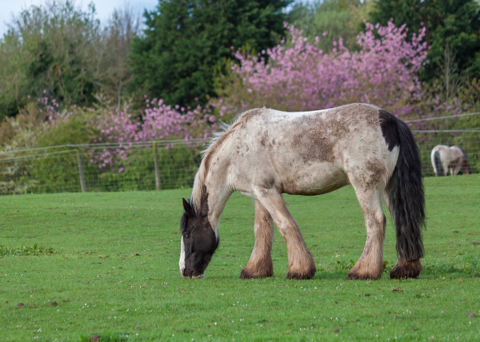 Koń rasy shire na pastwisku.