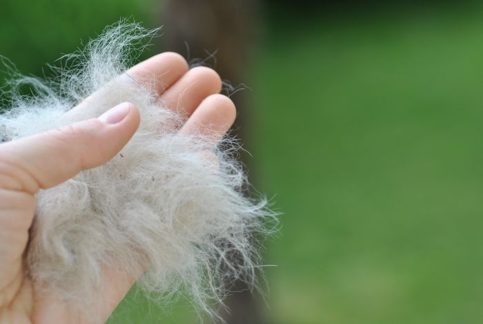 Kępka sierści kota, która pozostała po czesaniu kota.