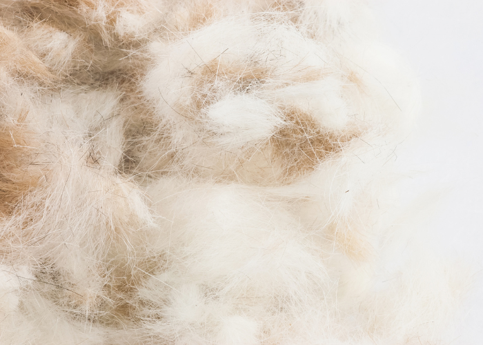 Sierść królika po strzyżeniu.