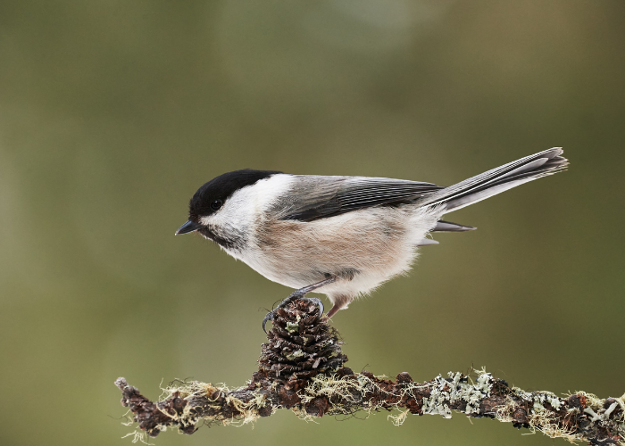 Sikorska czarnogłówka.