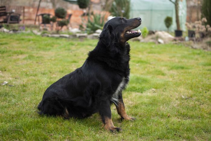 Pies rasy dużej narażony jest na skręt żołądka.