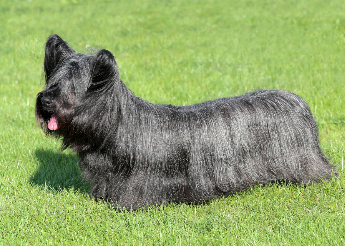 Skye terrier czarny.