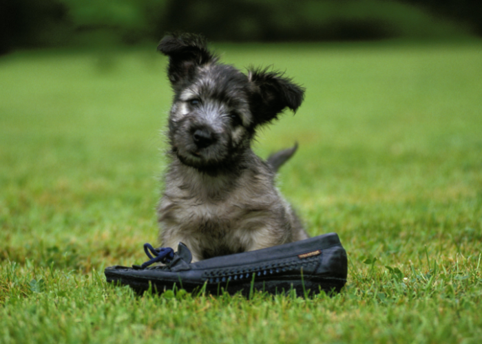 Szczeniak skye terriera.