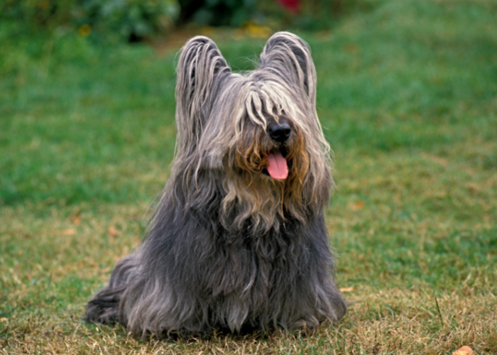Skye terrier.