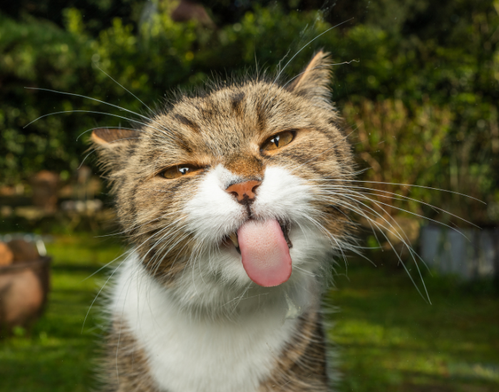 Sławne koty w internecie, bajkach, filmach.