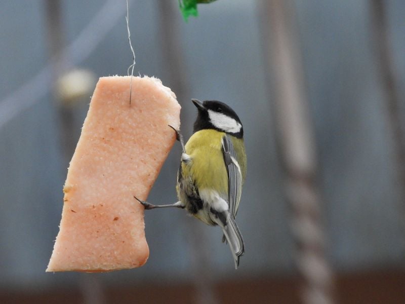 Sikorka je słoninę, to dla niej wyjątkowy rarytas!