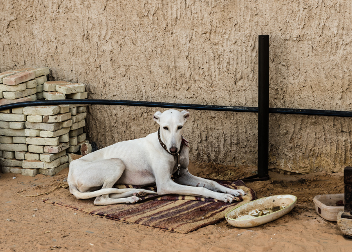 Chart arabski w Egipcie.