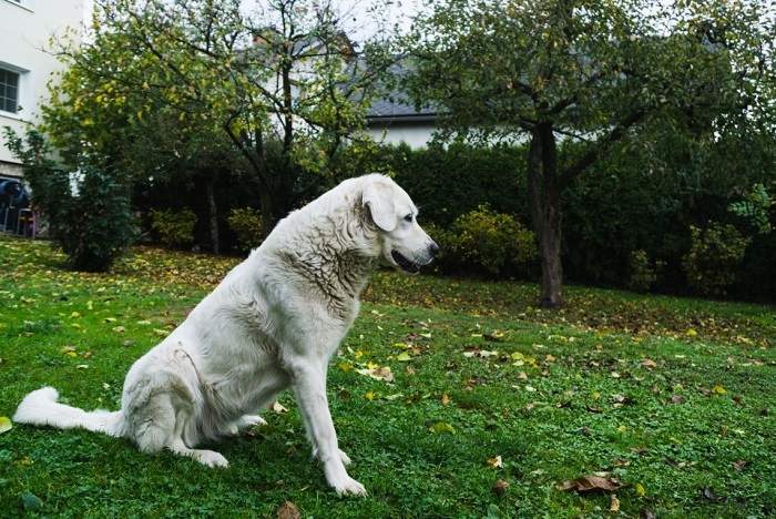 Czuwacz słowacki w ogródku.