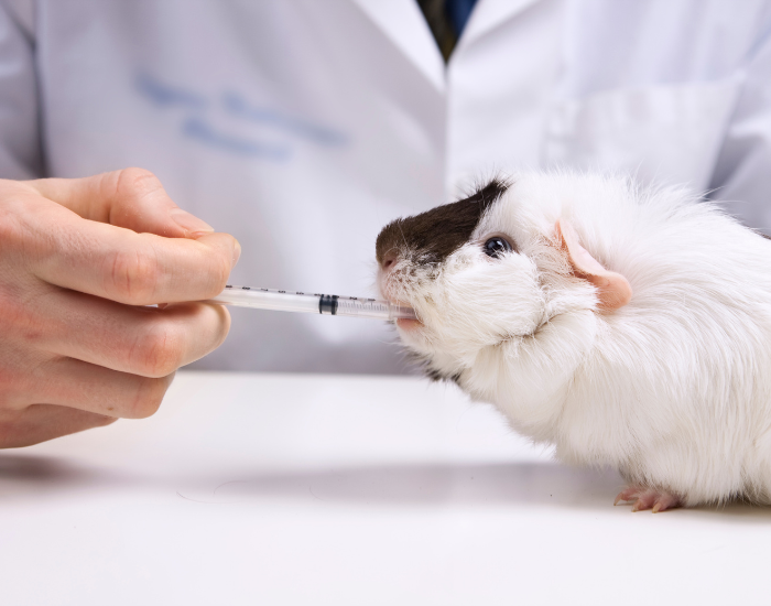 Świnka morska u weterynarza.