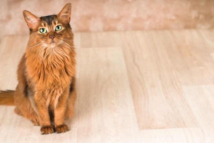 Somalijski kot dziki z pięknymi zielonymi oczami i bujną kryzą.