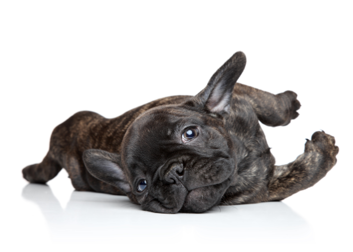 Spokojny buldog francuski.