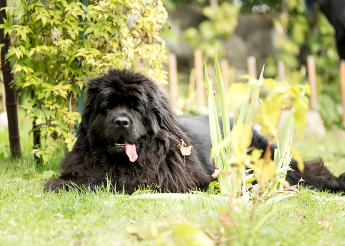 Spokojny nowofoundland.