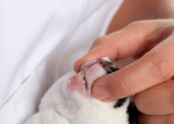 Charakterystyka zębów królika