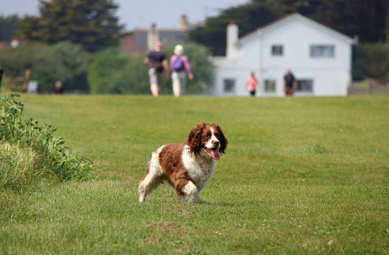 Springer spaniel jest psem bardzo żywiołowym i energicznym, w biegu wygląda pięknie, jego dłuższe włosy - pióra rozkładają się w swego rodzaju wachlarz.