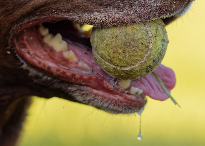 Choroby jamy ustnej psa.