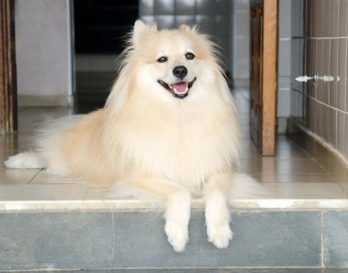 Średni szpic niemiecki kremowy.