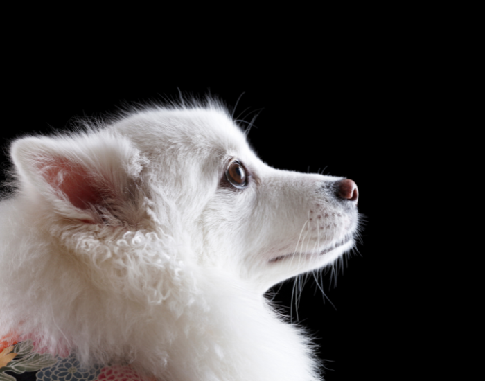 Szpic średni niemiecki biały.