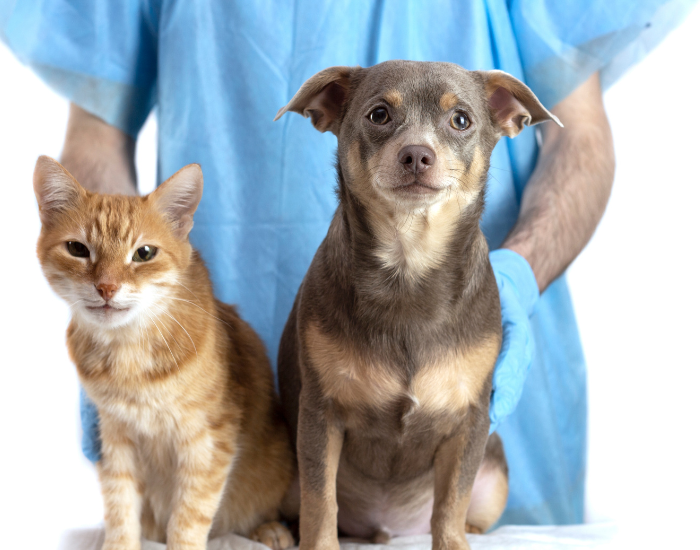 Dieta dla seniorów psa i kota.