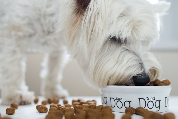 Karma wysokobiałkowa.