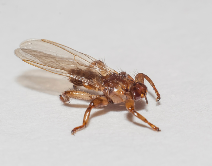 Strzyżak sarni, czyli latający kleszcz.