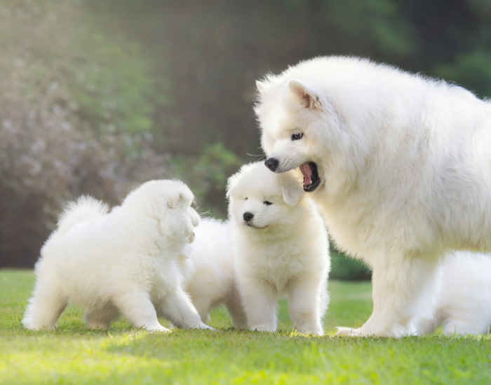 Suczka czy pies? Jak rozpoznać płeć psa?