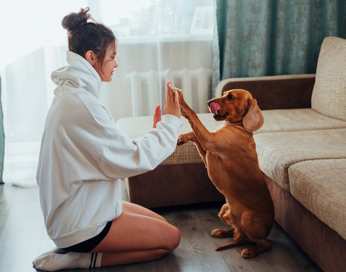 Suczka czy pies, co wybrać?