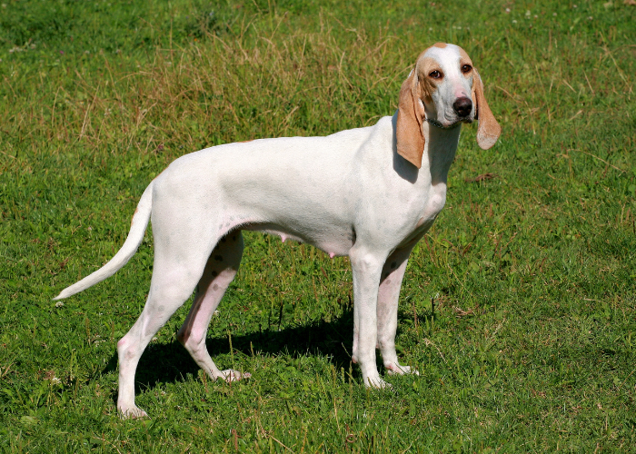 Suczka rasy porcelaine.