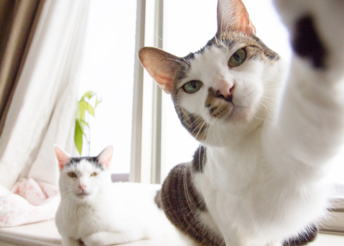 Światowy Dzień Kota.