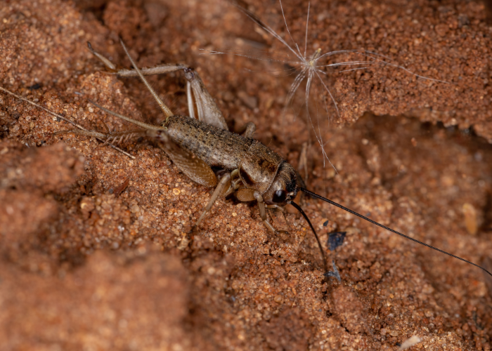 Hodowla świerszczy.