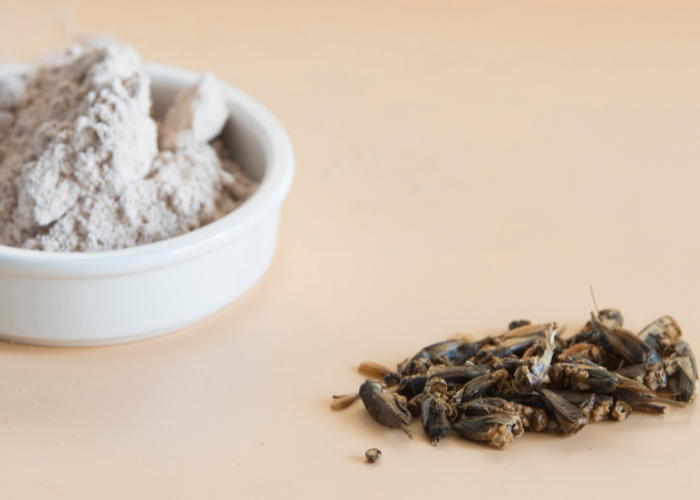 Świerszcze jako karmówka.