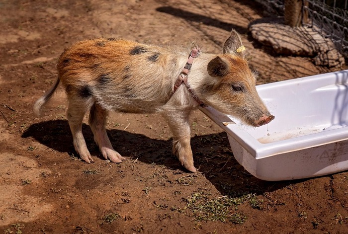 Świnka miniaturka w szelkach.