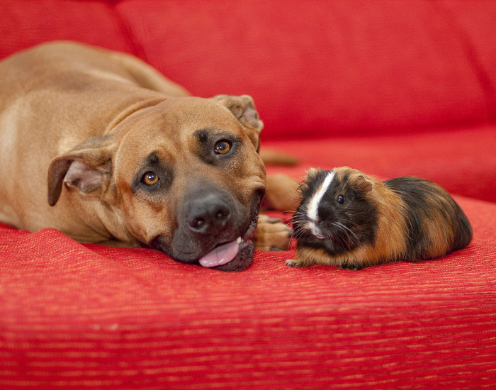 Świnka morska i pies.