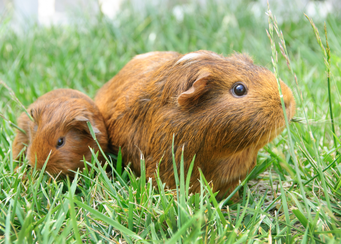 Świnka morska z młodym.