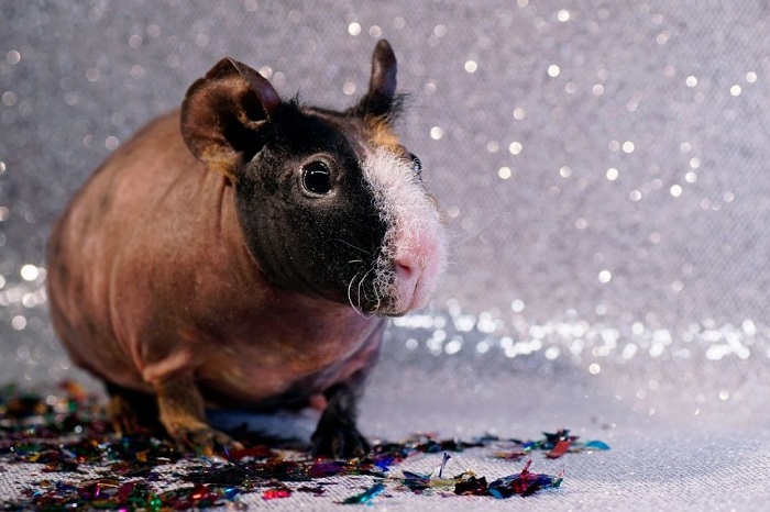 Kawia skinny z delikatną szczecina na pyszczku.