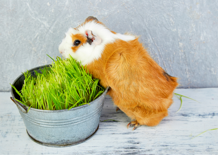 Co powinna zawierać wyprawka dla świnki morskiej?