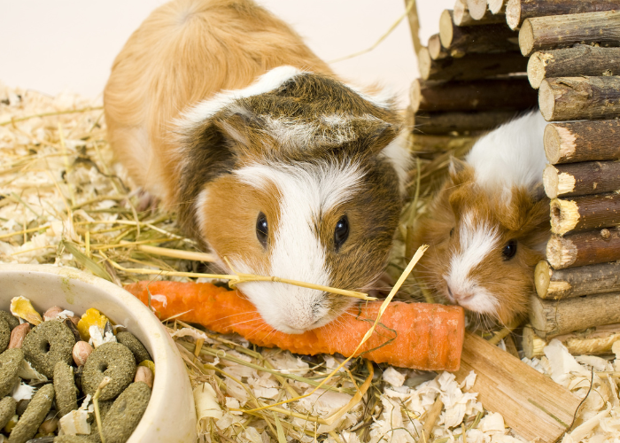 Żywienie świnki morskiej.