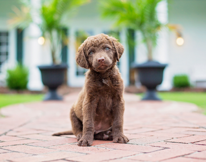 Szczeniak chesapeake bay retriever.