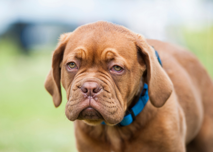 Szczeniak dogue de Bordeaux.