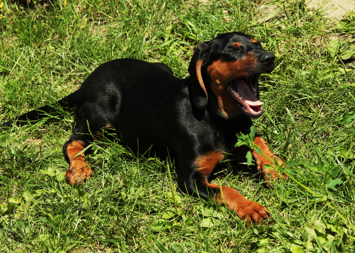 Gończy polski szczeniak.