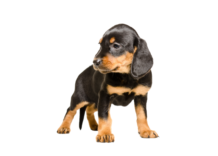 Szczeniak gończy słowacki.