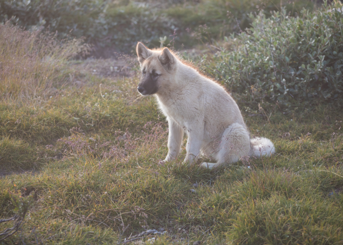 Szczeniak psa grenlandzkiego.