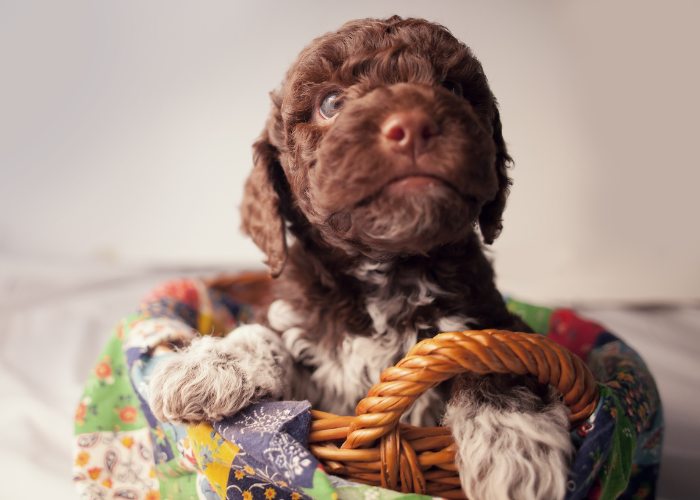 Szczeniak lagotto romagnolo.