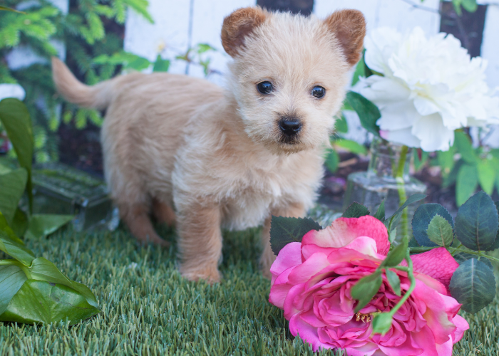 Szczeniak norwich terriera.