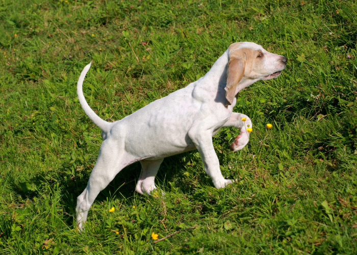 Szczeniak porcelaine.