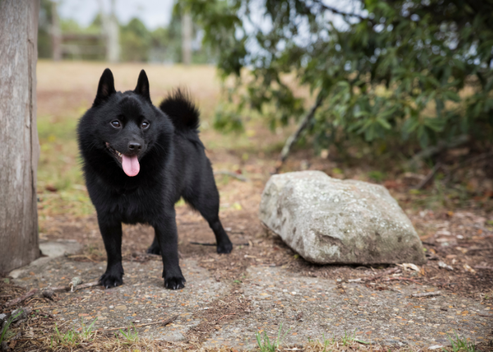 Szczeniak schipperke.