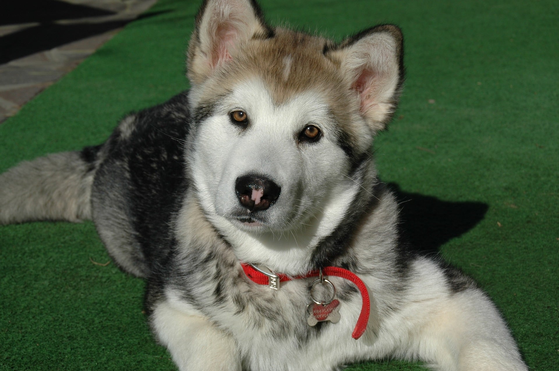 Alaskan malamute szczeniak.