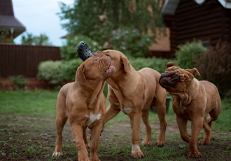 Szczeniaki dogue de Bordeaux.