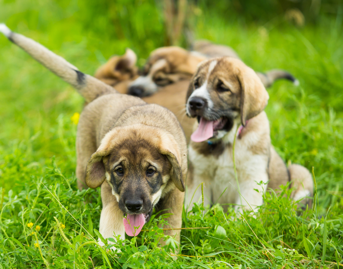 Szczeniaki mastifa hiszpańskiego.