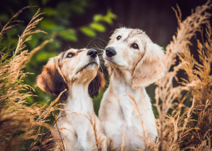 Szczeniaki saluki charta perskiego.