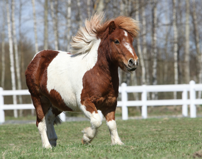 Kuc szetlandzki w kłusie.